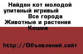 Найден кот,молодой упитаный игривый 12.03.2017 - Все города Животные и растения » Кошки   